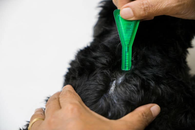 Pipeta de antipulgas sendo aplicada num cachorro de pelo preto.