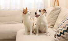 Gato e cachorro no sofá.