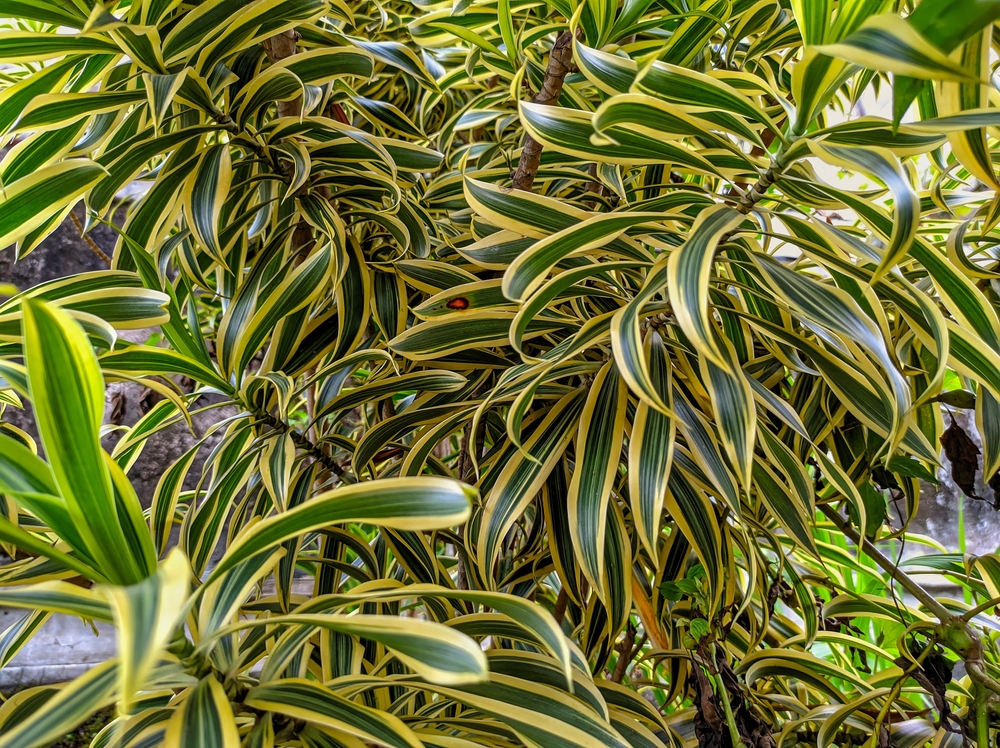 Planta Dracena.