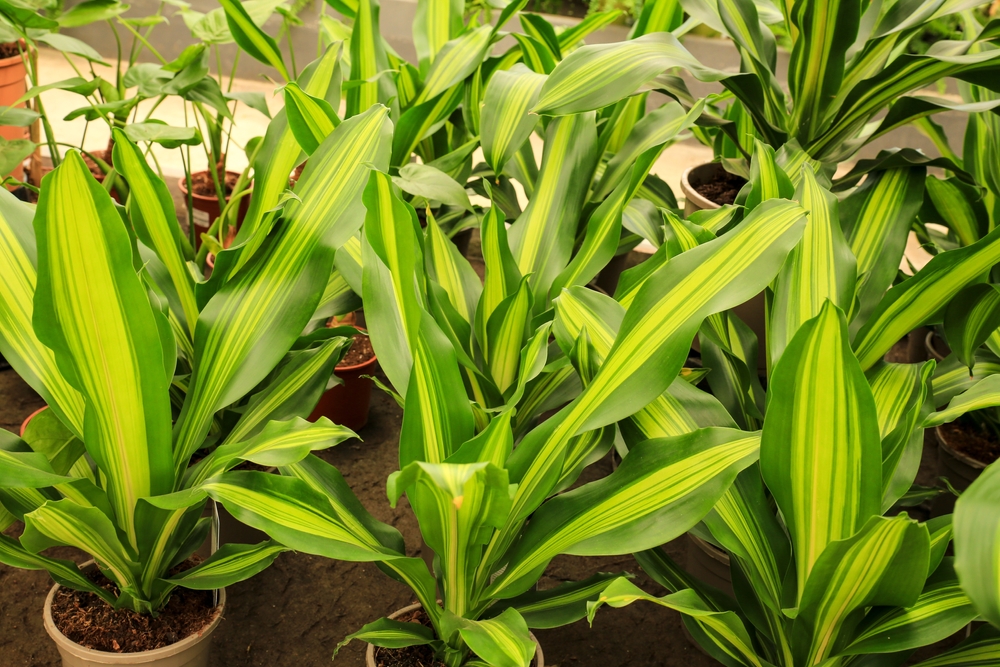 Planta dracena.