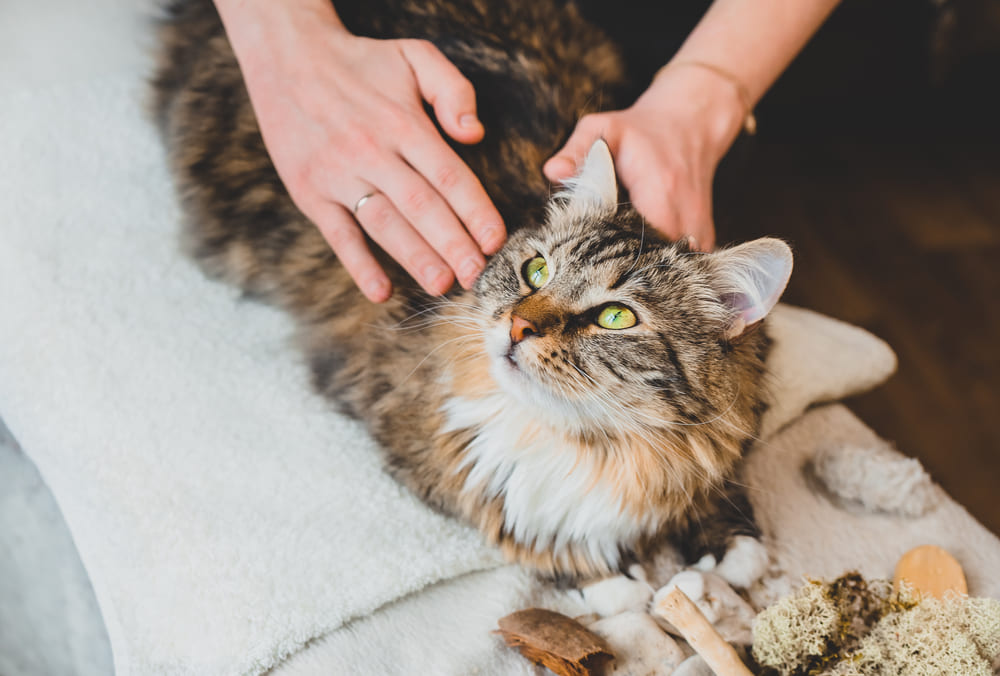 Gato de pelo rajado recebendo massagem nas costas.