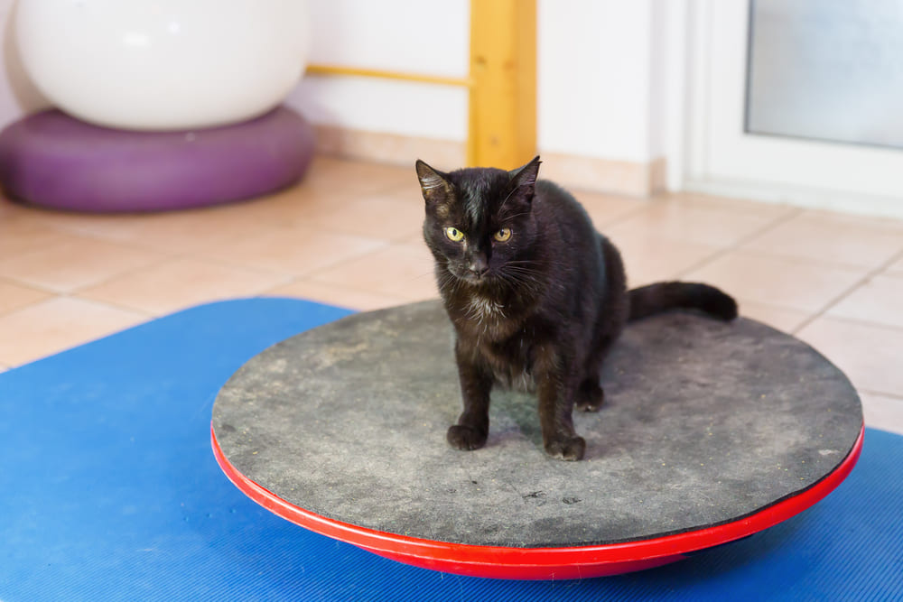 Gato em cima de bola para fisioterapia.