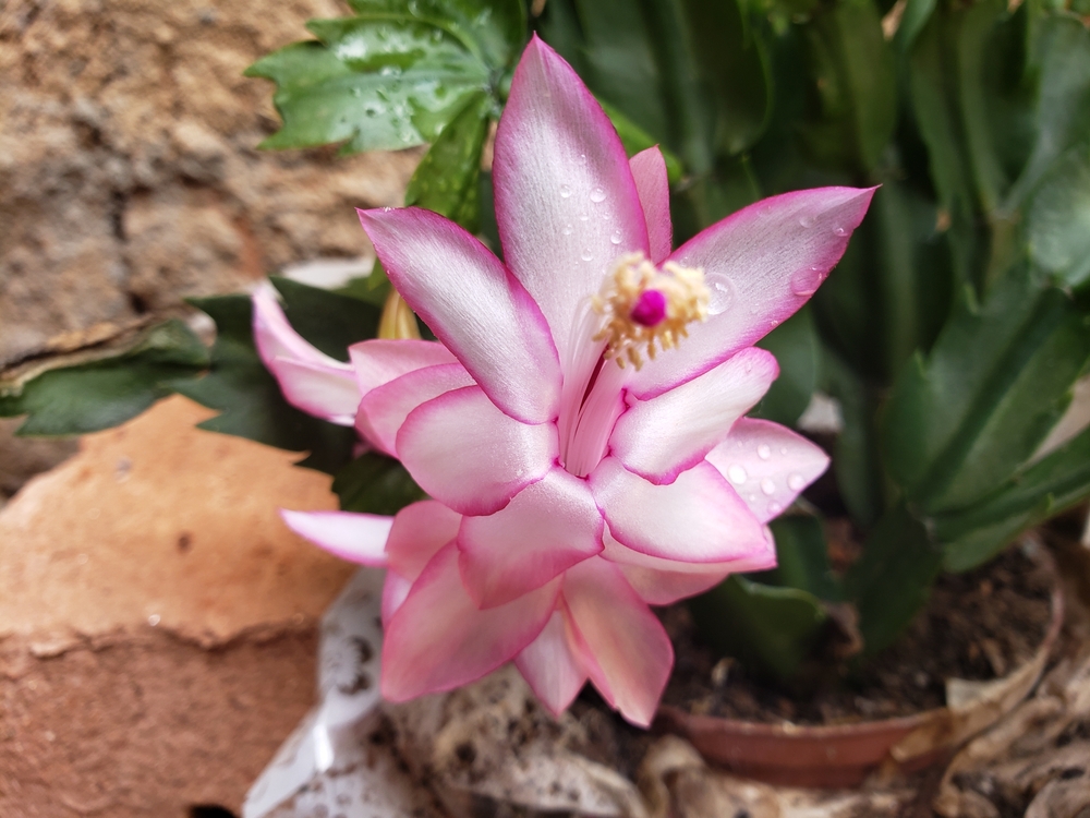 Imagem de flor-de-maio