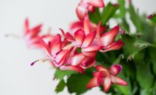 Imagem de flor-de-maio