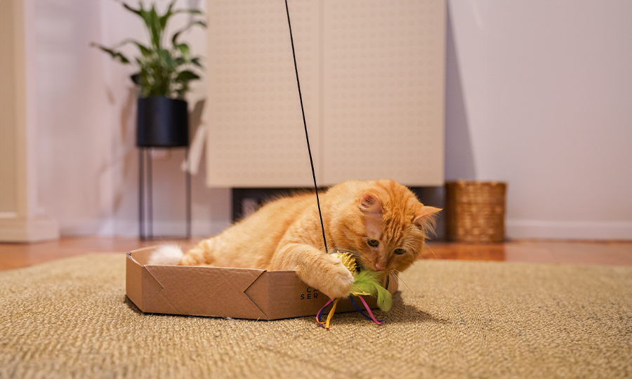 gato_animal_assistencia_1