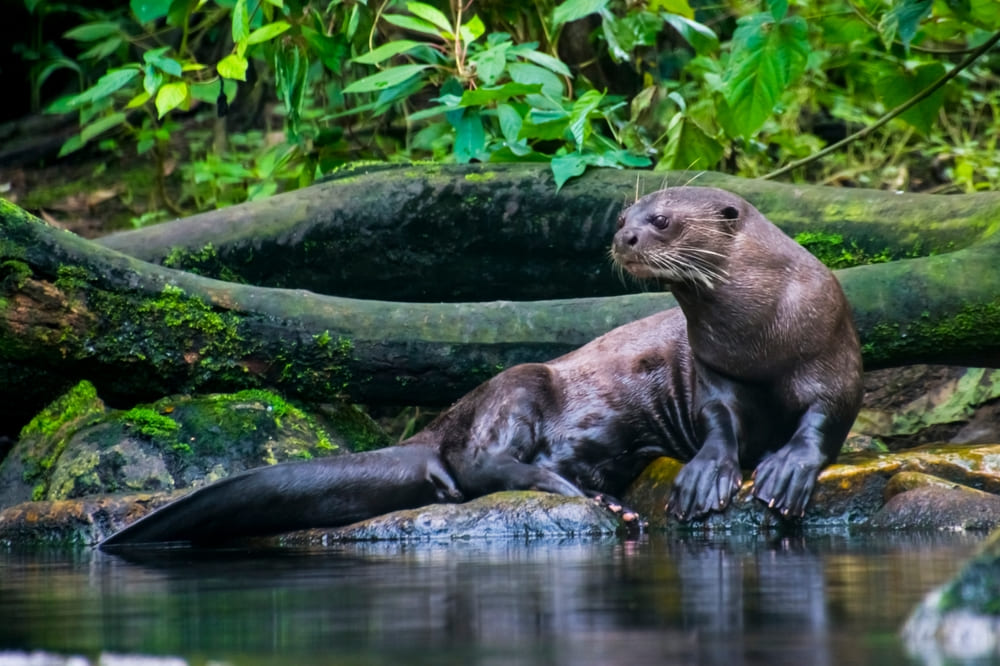Lontra sobre pedras na beira do rio.