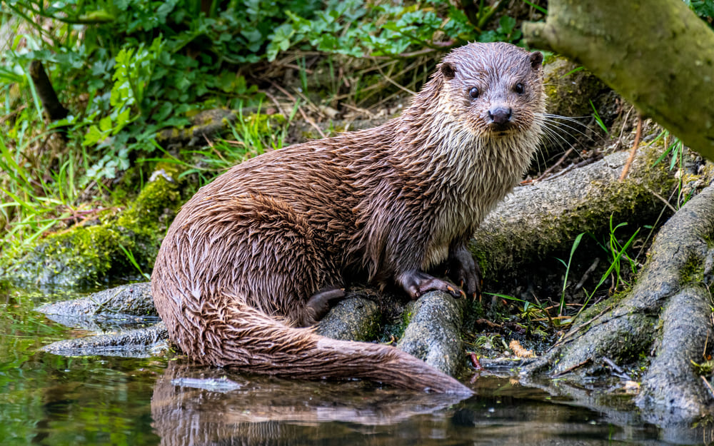 Lontra molhada depois de sair do rio.
