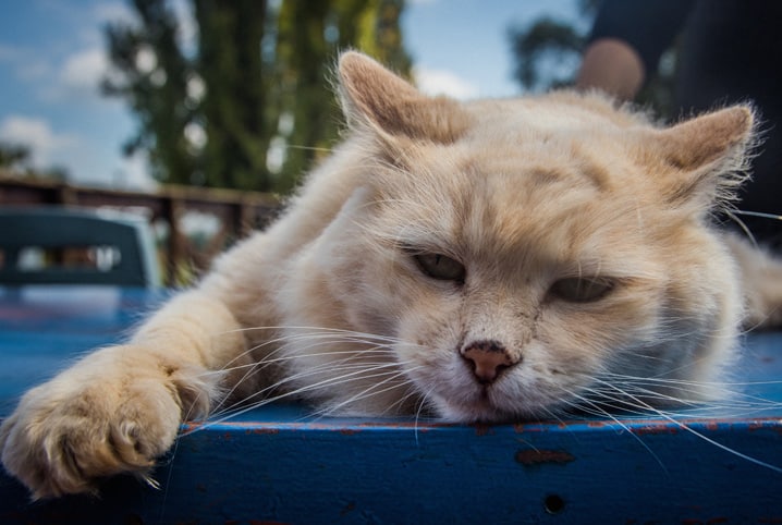 Gato deitado em superfície azul.