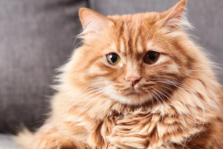 Gato de pelo alaranjado e olhos esverdeados no sofá cinza.