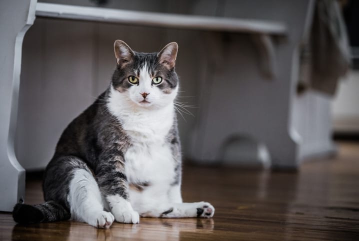 Gato obeso sentado.