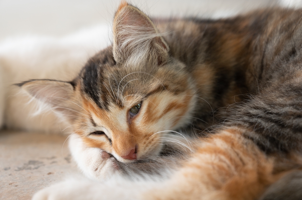 Imagem de gato