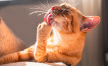 Gato laranja se lambendo.