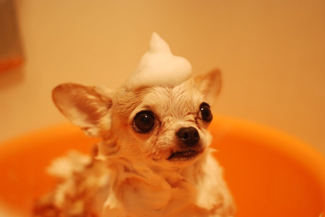 Cachorro com espuma sobre a cabeça durante banho.