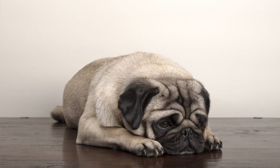 Cachorro pug deitado no chão de madeira.