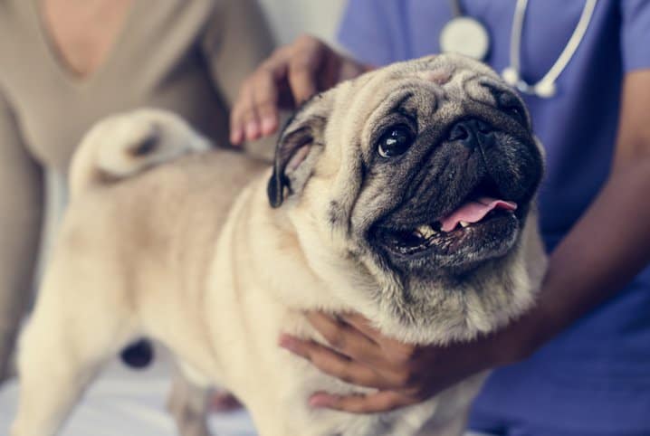 Pug sendo examinado pelo veterinário.