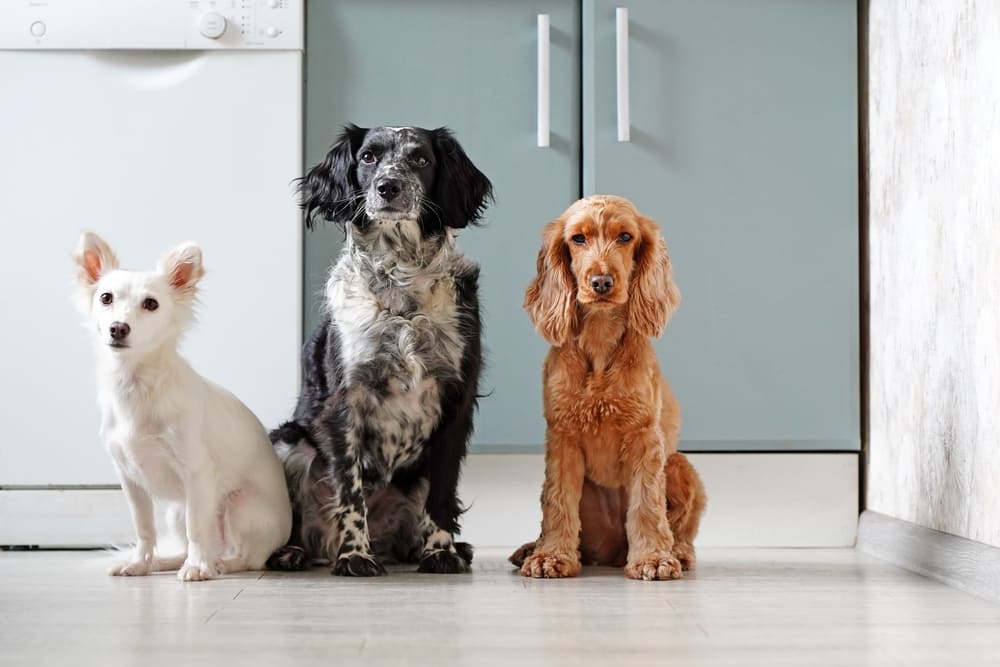 Três cachorros sentados no chão da cozinha.