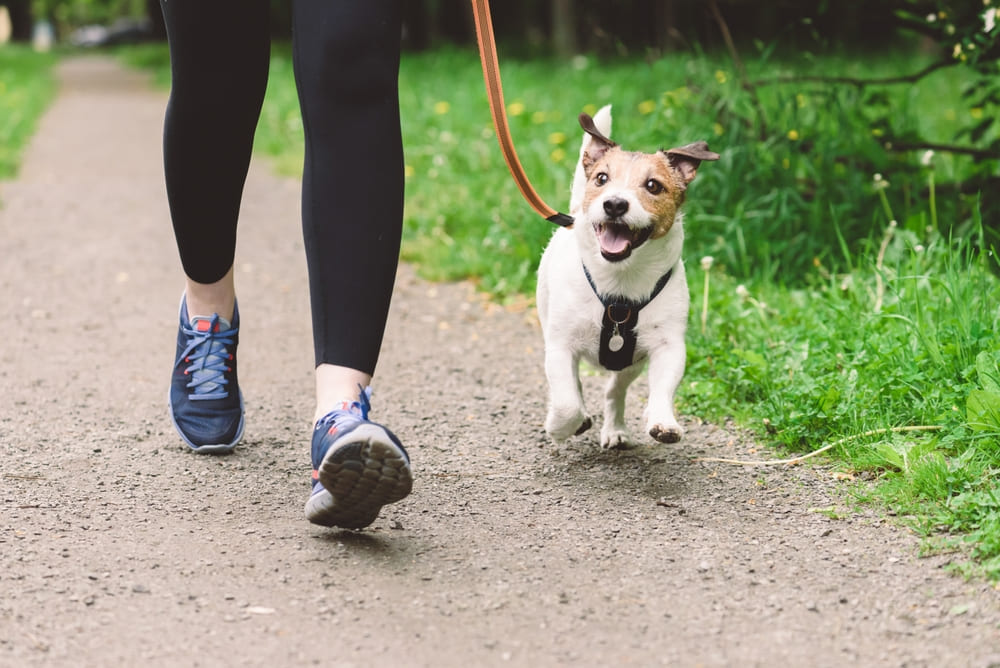 Cachorro e tutora caminhando ao ar livre.