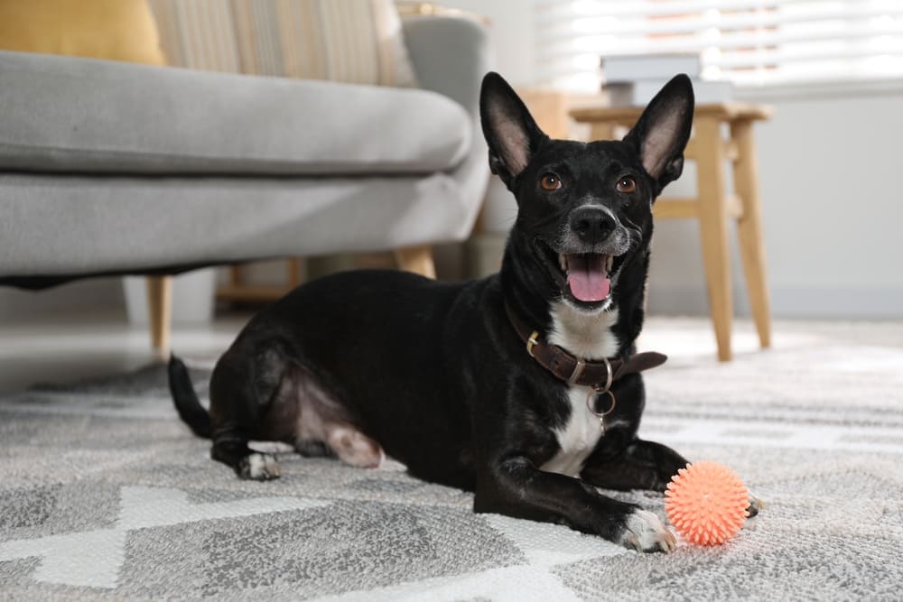 Cachorro brincando com bolinha no tapete da sala.