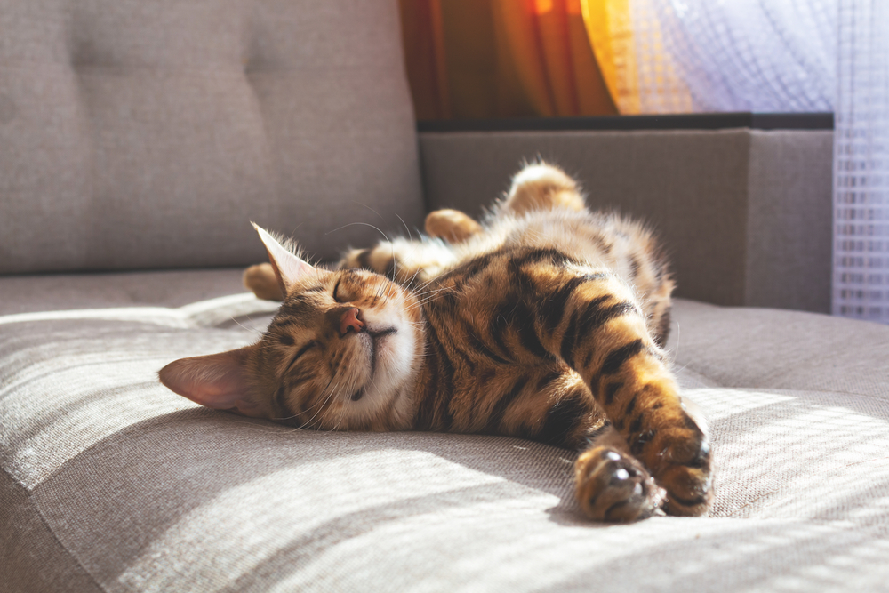 Imagem de gato dormindo