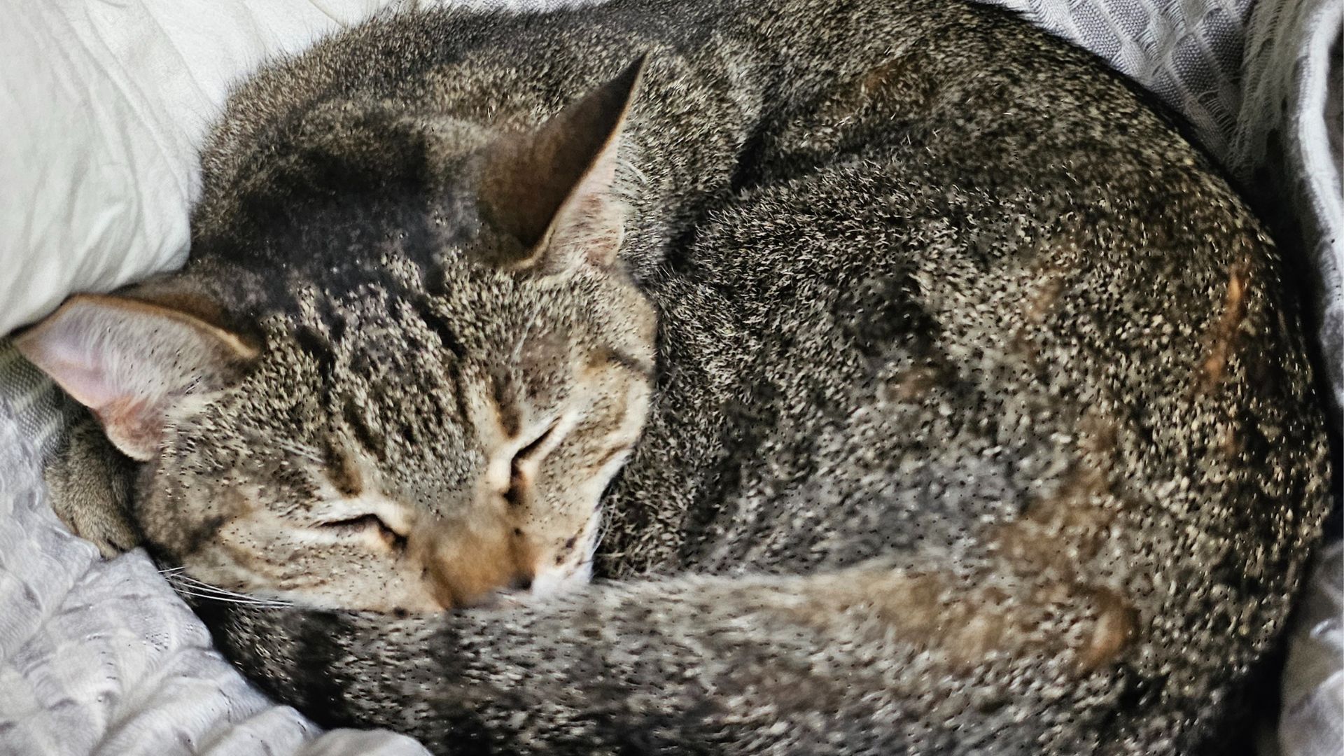 Imagem de gato dormindo