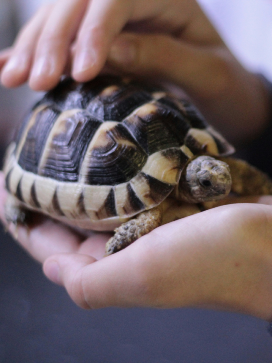 Tartaruga nas mãos de uma pessoa.