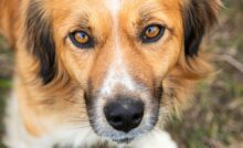 Imagem de cachorro