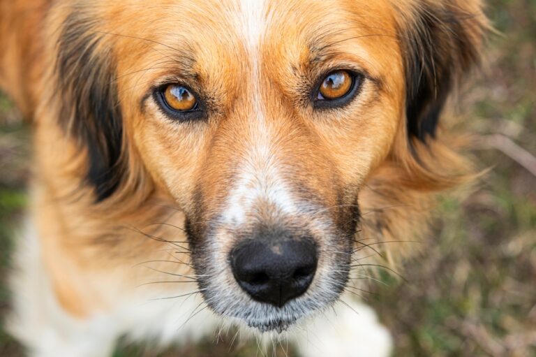 Cachorro com olho irritado e remelando: o que pode ser? | Petz