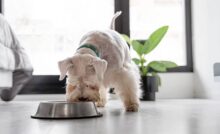 Cachorro comendo no comedouro.