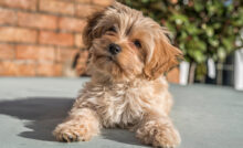 Cachorro da raça Cavapoochon.
