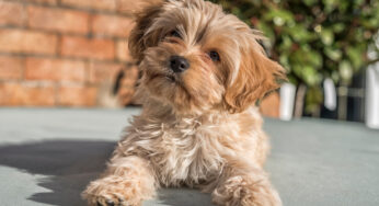 Cavapoochon: conheça essa mistura de raças de cachorro