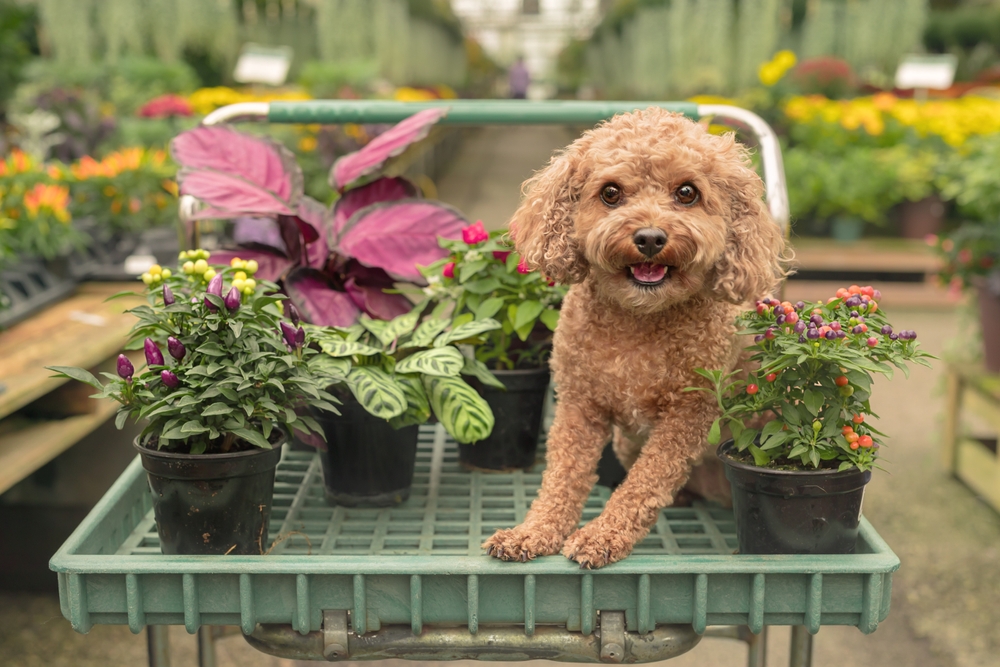 Cachorro da raça Cavapoochon num carrinho com vasos de plantas.