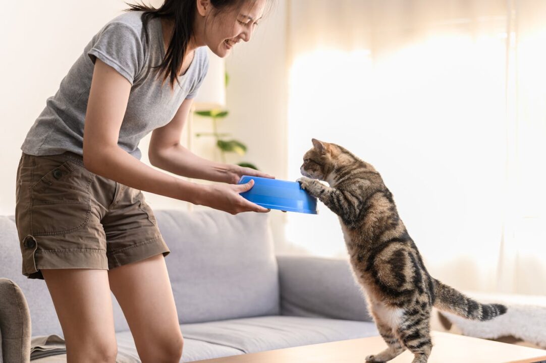 Mulher segurando comedouro azul para gato, que se estica para ficar em duas patas e alcançar o objeto.