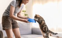 Mulher segurando comedouro azul para gato, que se estica para ficar em duas patas e alcançar o objeto.
