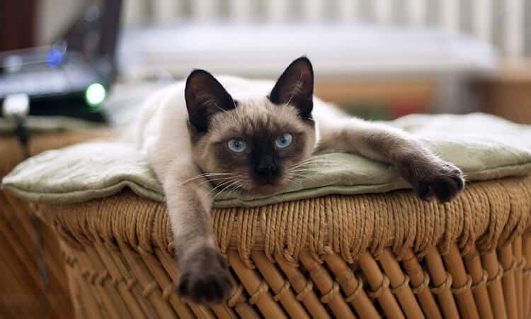 Gato deitado em cima de banco.