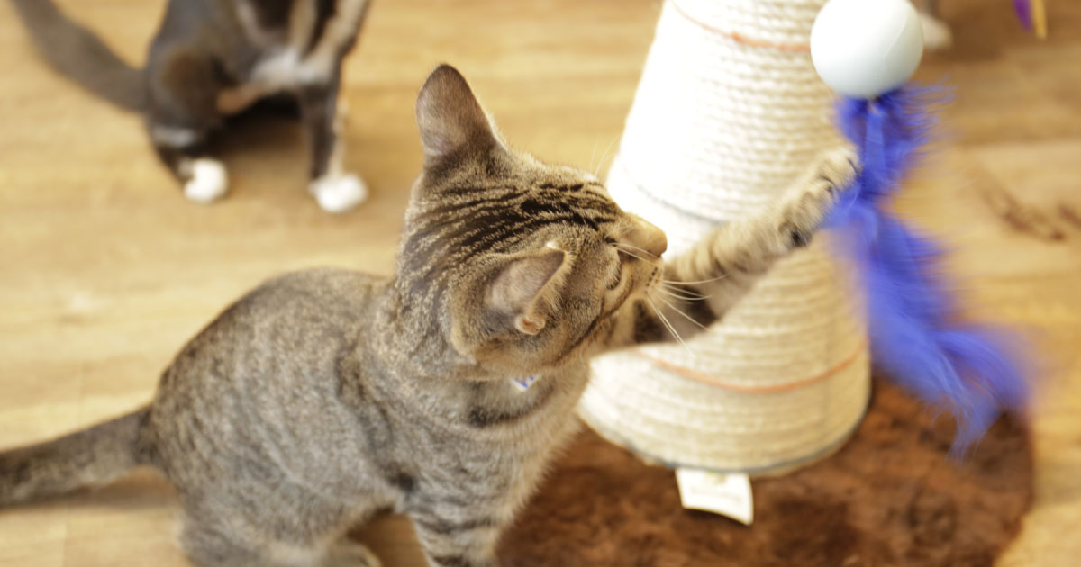 Gato brincando no arranhador.