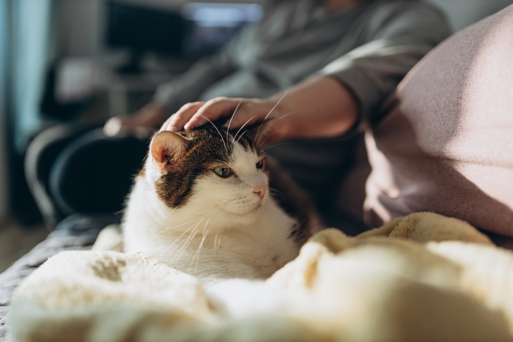 Gato deitado no sofá, recebendo carinho na cabeça.
