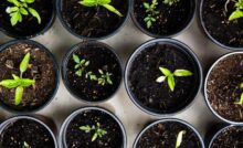 Vasos com plantas crescendo.