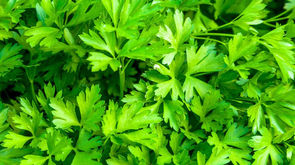 Maços de cheiro-verde.