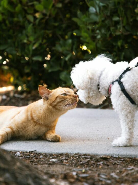 alimentar-alergia-capa