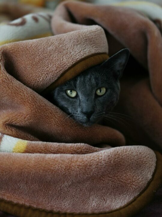 Imagem de gato enrolado em cobertores