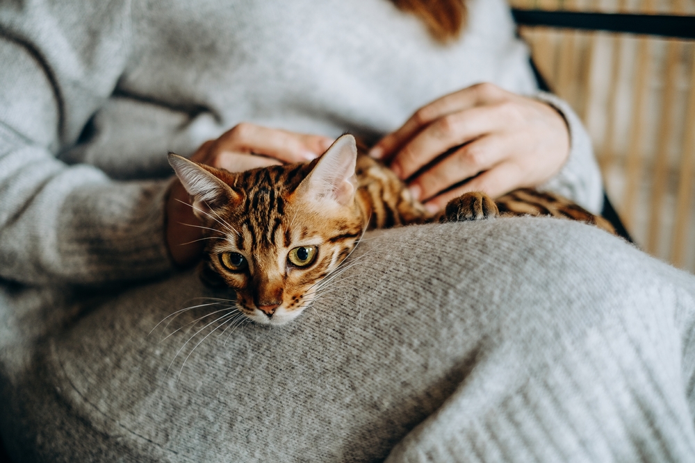 Gato no colo da tutora, recebendo carinho.