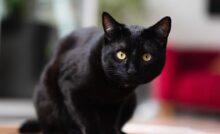 Black,Cat,With,A,Piercing,Hunter's,Gaze.