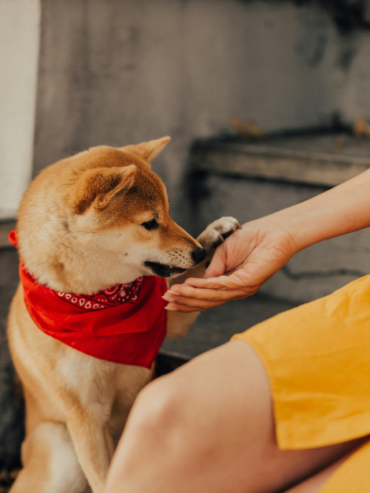 Cachorro de bandana vermelha comendo na mão da tutora.
