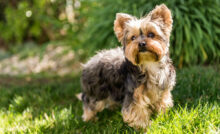 Cachorro Yorkshire terrier na grama.