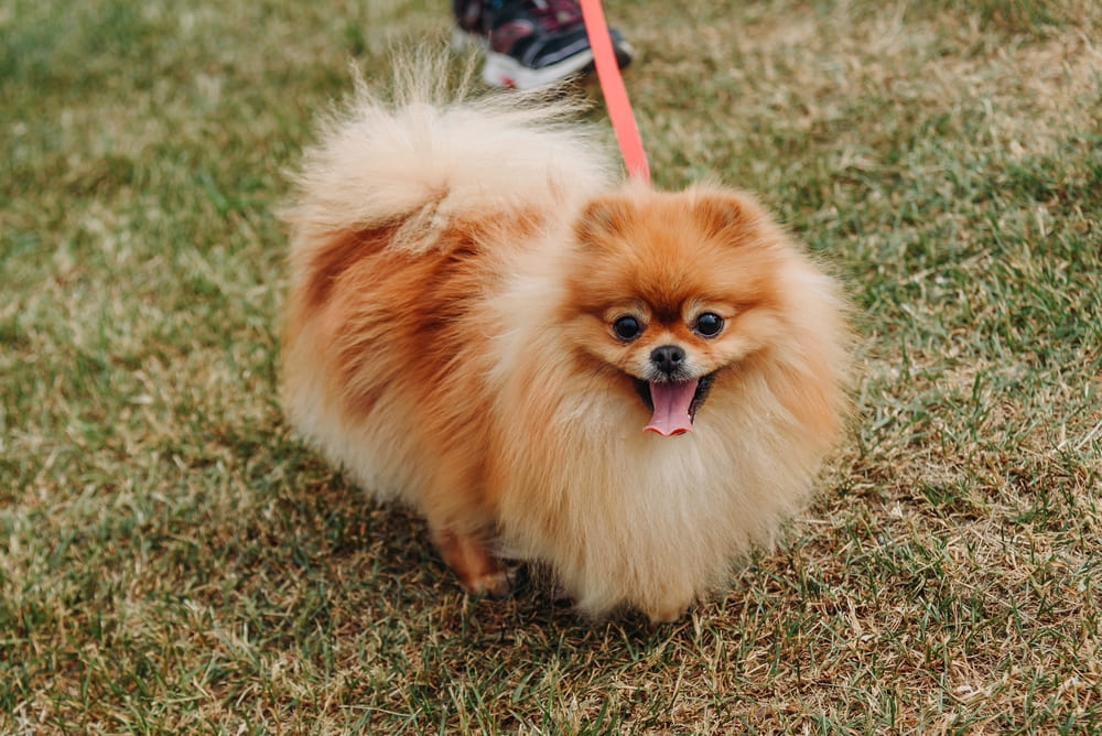 Cachorro Lulu-da-pomerânia na coleira, em passeio pela grama.