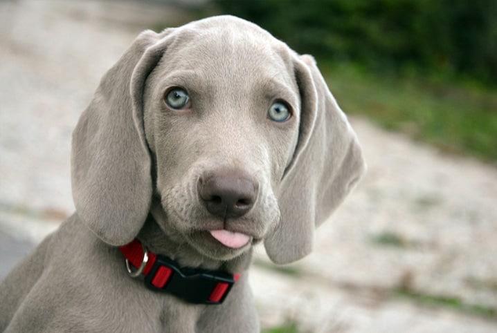 Cachorro de pelo cinza com a língua para fora.