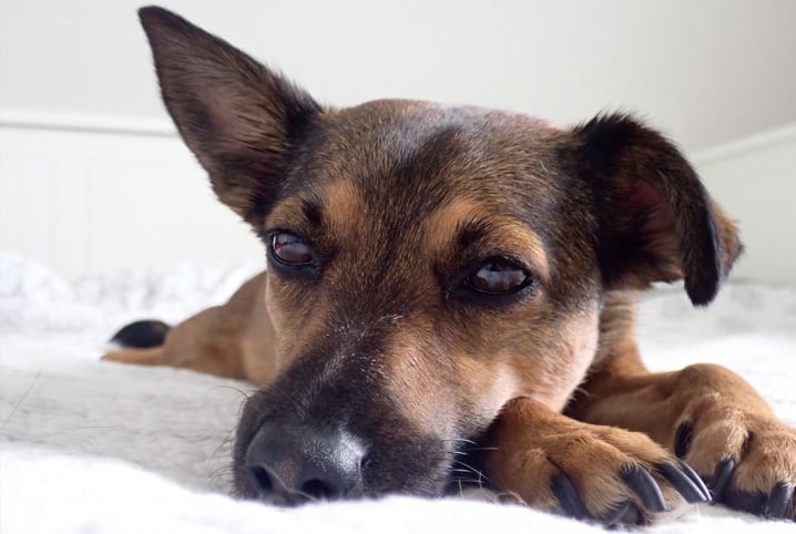 Cachorro deitado na cama.