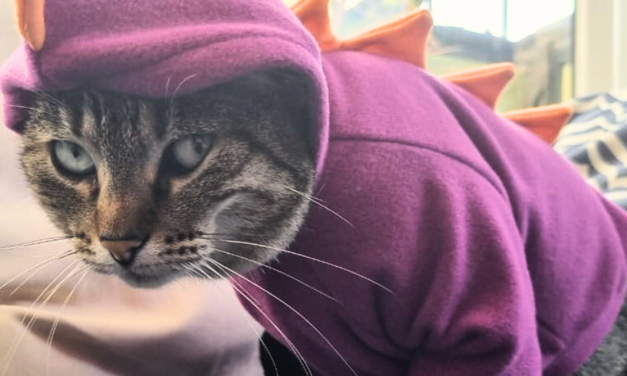 pet no frio3