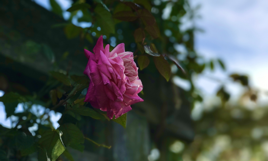 Rosa no pergolado.