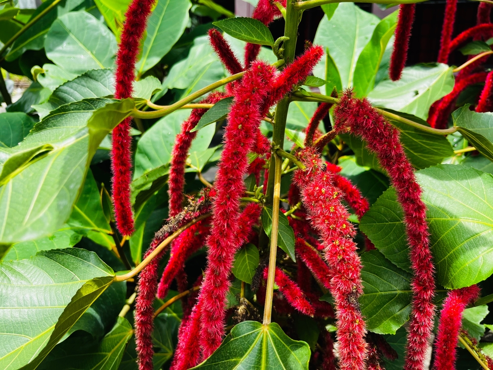 Imagem de planta rabo-de-gato